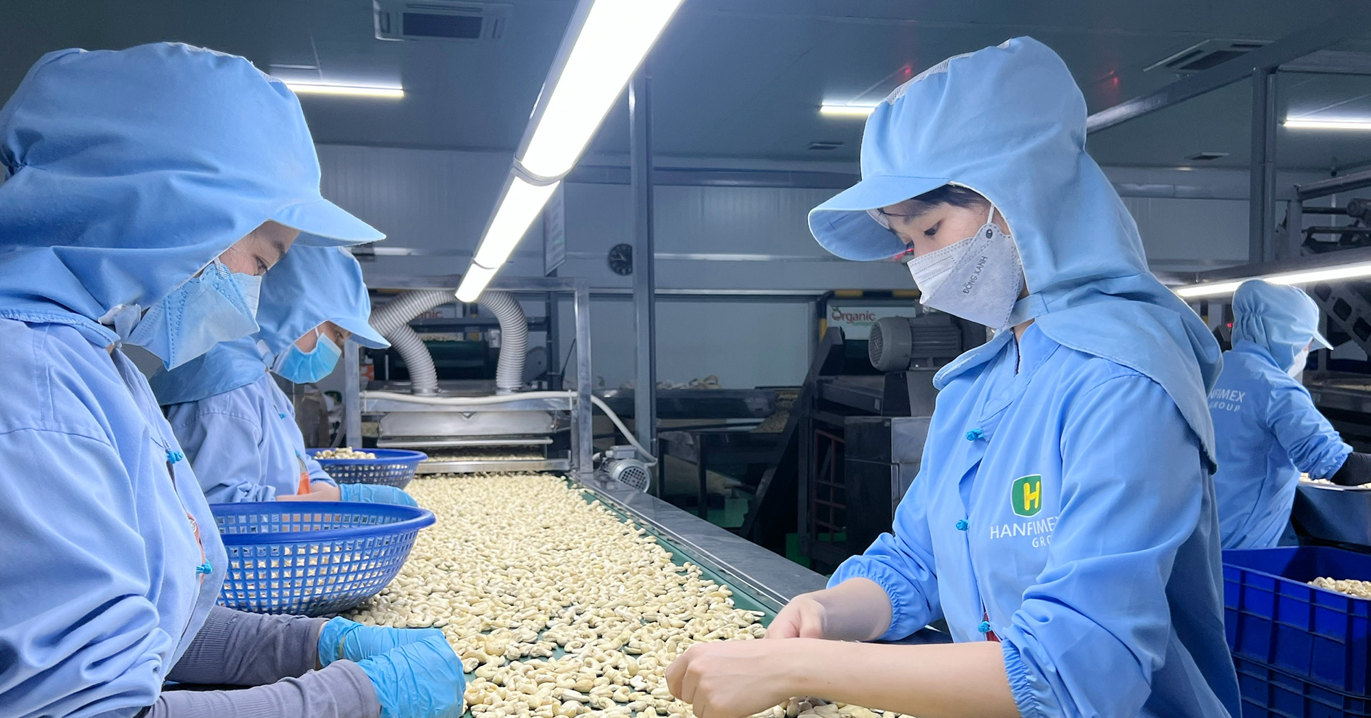Việt Nam đang là nguồn cung lớn nhất một loại hạt cho Mỹ, 7 tháng đã thu 1 tỷ USD