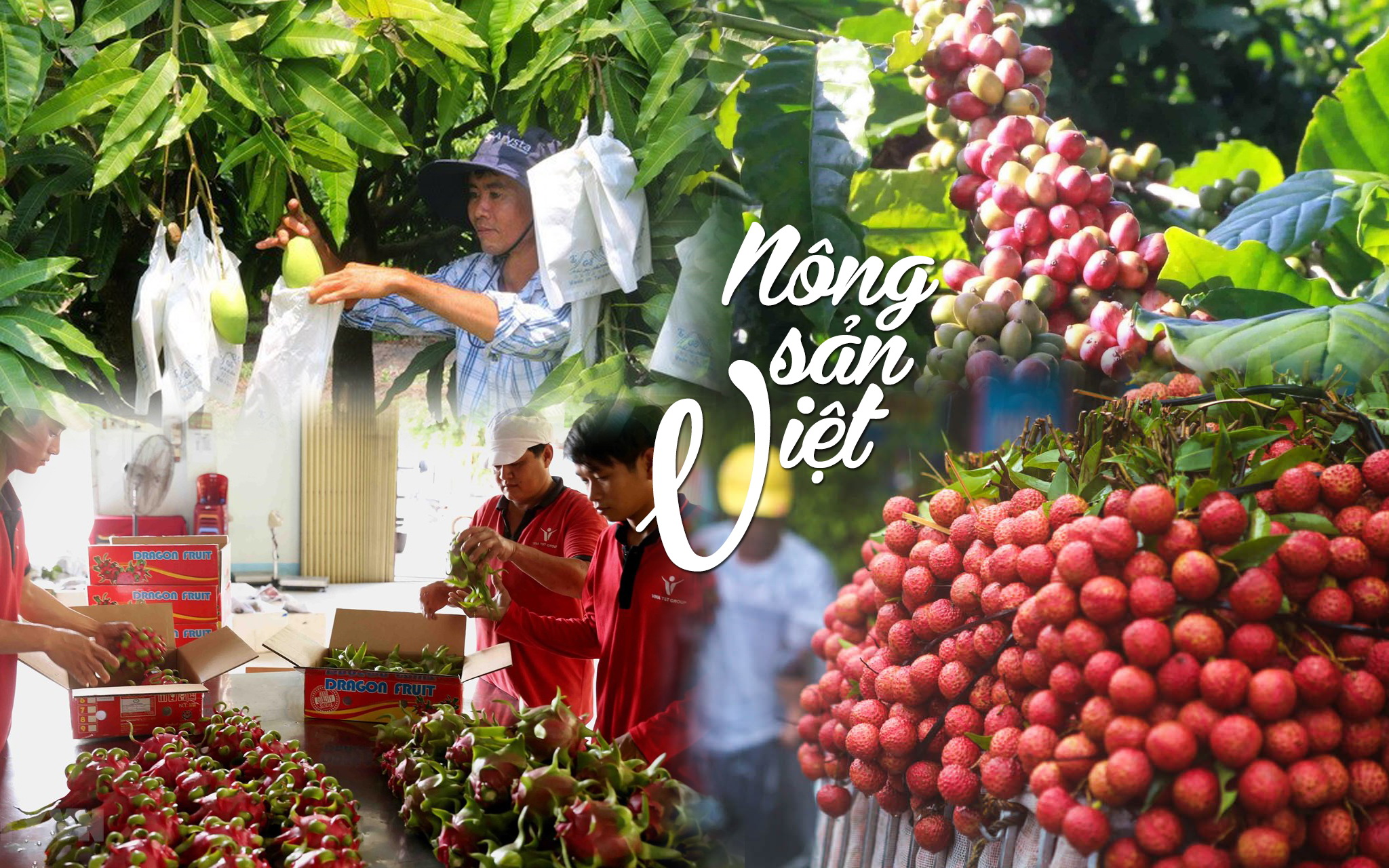 Chuyển đổi số là xu thế tất yếu của ngành nông sản và thực phẩm Việt Nam