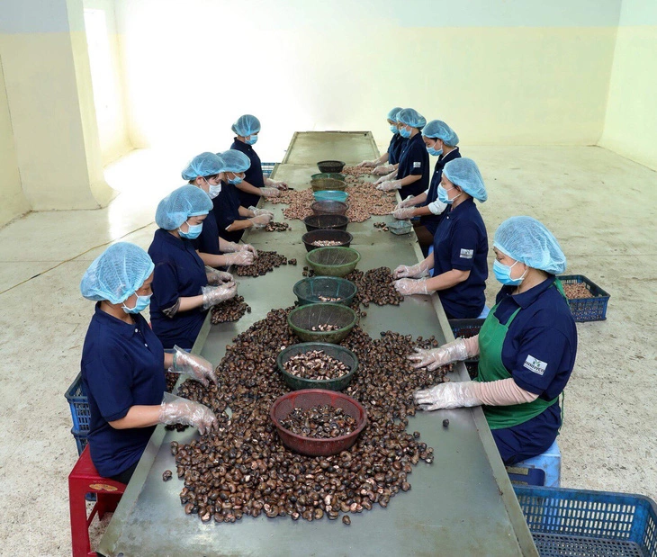 Tiềm năng nâng cao giá trị kinh tế của vỏ lụa hạt điều