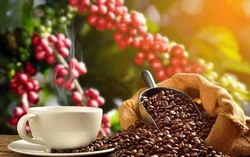 Gọi Đặng Lê Nguyên Vũ là Vua cà phê nhưng Trung Nguyên không hề đứng top cả cà phê nhân lẫn hòa tan: Vị vua kín tiếng kiếm 1-2 tỷ USD/năm suốt 1 thập kỷ