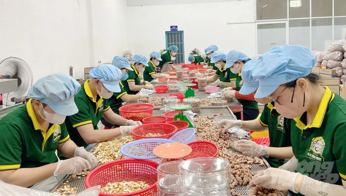 Giữ vị thế của hạt điều Bình Phước: Thu hút đầu tư vào công nghiệp chế biến hạt điều