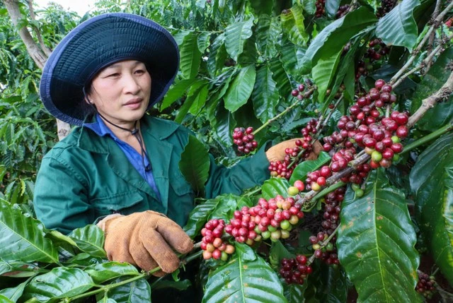 Hé lộ 'chìa khóa' bứt tốc xuất khẩu nông sản vào EU