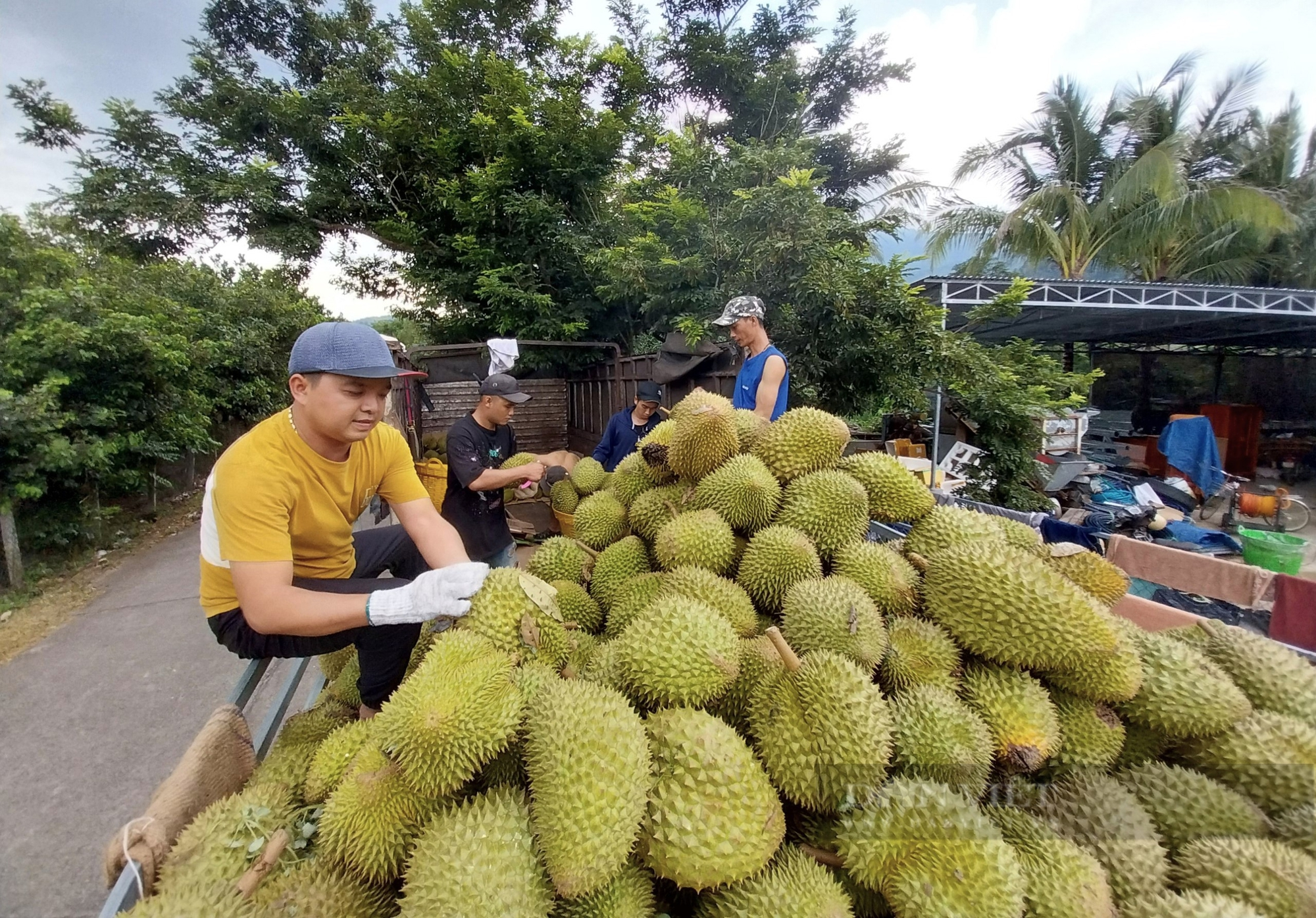 Xuất khẩu sầu riêng đông lạnh sang Trung Quốc: Doanh nghiệp tuân thủ thế nào, chuyên gia dự báo gì trong 10 năm tới?
